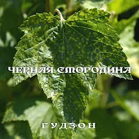 Гудзон — Черная Смородина — обложка